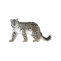 Big Cat Sticker