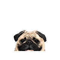 Dog Pug Sticker by Pickle's Pawtraits