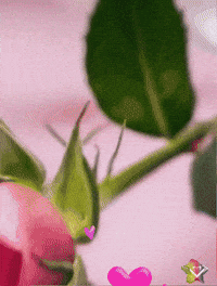 Corazon Agradece GIF by Murcianys LLC