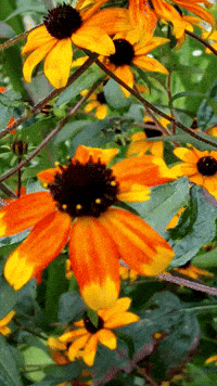 Happy Sunday Flower GIF
