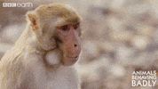 monkey wildlife GIF by BBC Earth