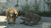 monkey wildlife GIF by BBC Earth