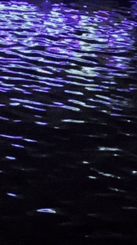 Egypt Nile GIF