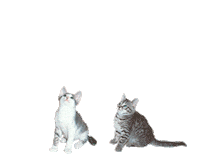 cat STICKER