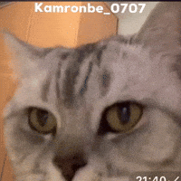 Cat Hop GIF