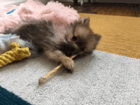 dog puppy GIF by Jess