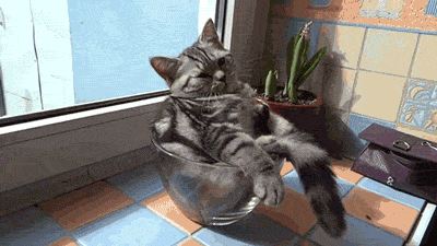 Cat Relaxing GIF
