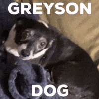 Dog Puppy GIF by lyallpenleyphotos