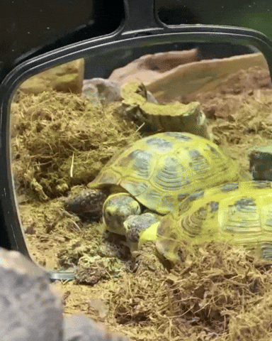 Mirror Im Fabulous GIF by Valley Zoo Development Society