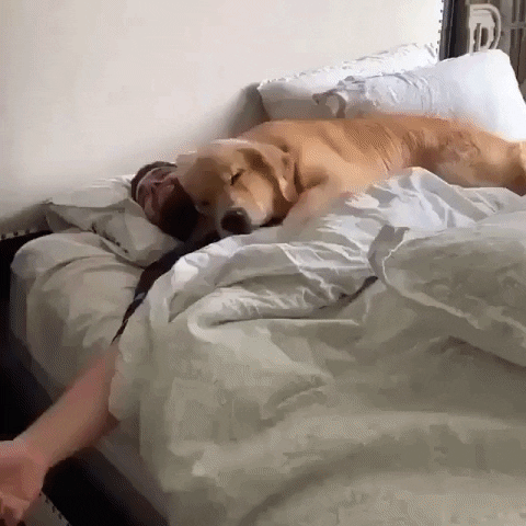 cuteanimalland giphyupload GIF