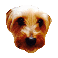 yorkie STICKER by imoji