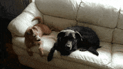 dog GIF