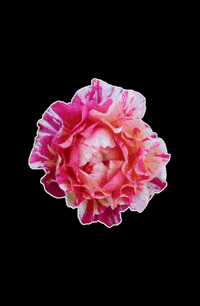 Rose Bloom GIF by EDGARDUDE