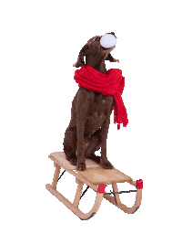 Fun Dog Sticker by Niedersachsen-Ticket