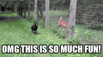 dog chasing GIF by Cheezburger