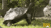 Snack Eating GIF by Brookfield Zoo