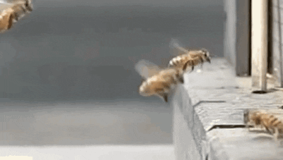 bees kind GIF