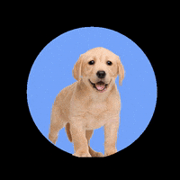 Bazoeki dog puppy dogs labrador GIF