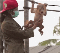 Monkey Wow GIF