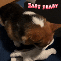 Corgi Milo GIF