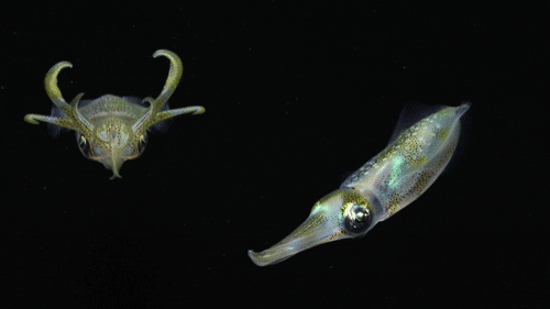 bigfin reef squid GIF by Monterey Bay Aquarium