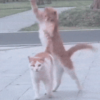 Happy Cat GIF