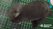 awkward sea otter GIF by Monterey Bay Aquarium