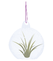 airplantshop airplant tillandsia airplants usine dair Sticker