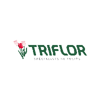 Triflor tulips tulpen tulp triflor Sticker