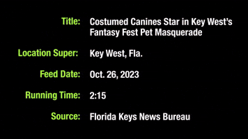 Dogs Participate in Key West 'Pet Masquerade' Costume Contest