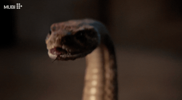 Paul Verhoeven Snake GIF by MUBI