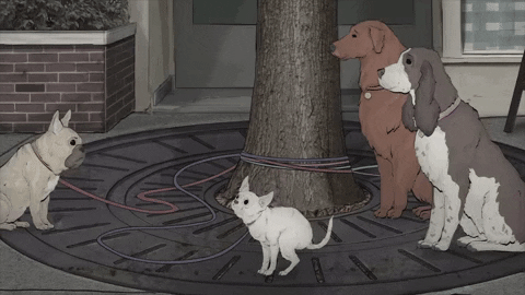 season 1 cats GIF by Animals