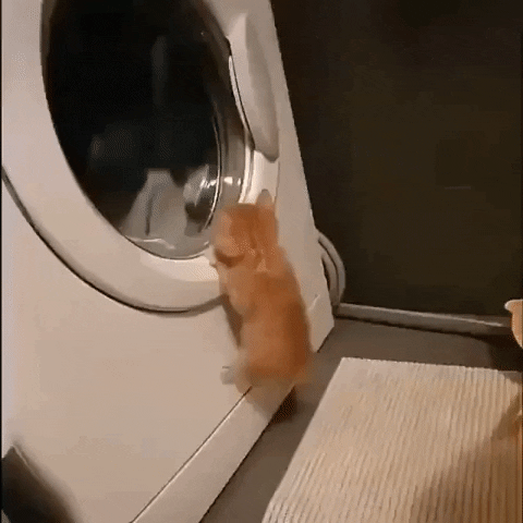 cuteanimalland giphyupload GIF