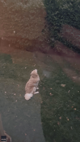 Golden Retriever Puppy Peacefully Watches First Snowfall