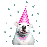 Celebrating Happy Birthday Sticker