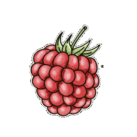 Fruit Hand Drawn Sticker