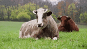 Relax Relaxing GIF by Mercy For Animals