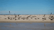 virginia GIF