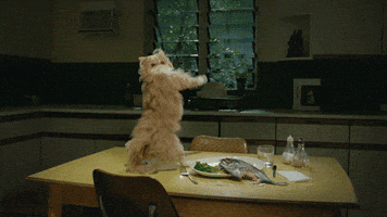 funny images GIF by Mountain Dew