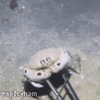 Animation Pixel Art GIF