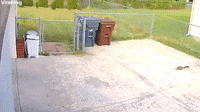 Squirrel Gets Head Stuck in Yogurt Container