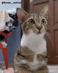 Cute Cat GIF