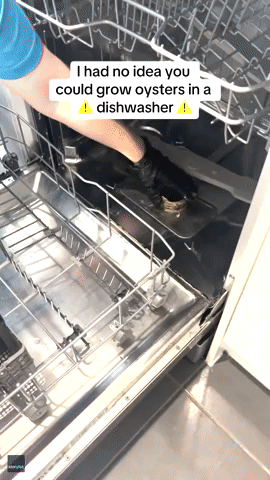 Cleaner Goes Viral With Video of Revolting Things 'Growing' in Dishwasher