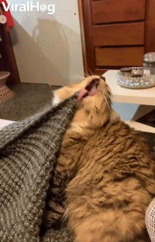Cat's Tongue Repeatedly Caught on Blankets