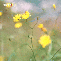 Flower Plant GIF by TRT