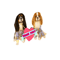 Dog Cavalierkingcharlesspaniel Sticker