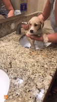 Adorable Rescue Puppy Receives First Bath in Airport Bathroom