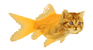 cat wtf Sticker by Bubble Punk