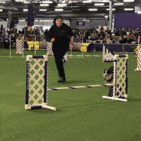 dog show GIF by Westminster Kennel Club