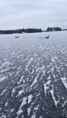 Man Saves Deer Stranded on Frozen Ontario Lake